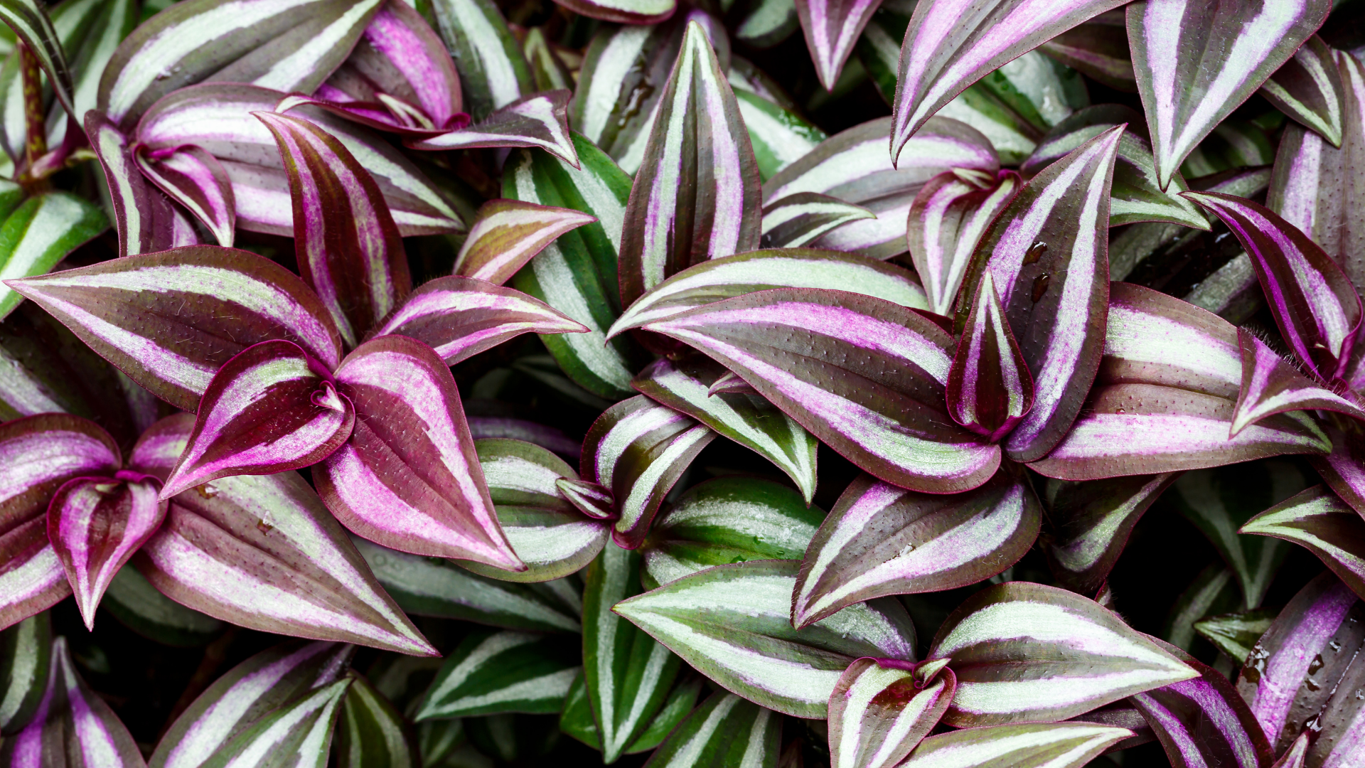 Houseplants