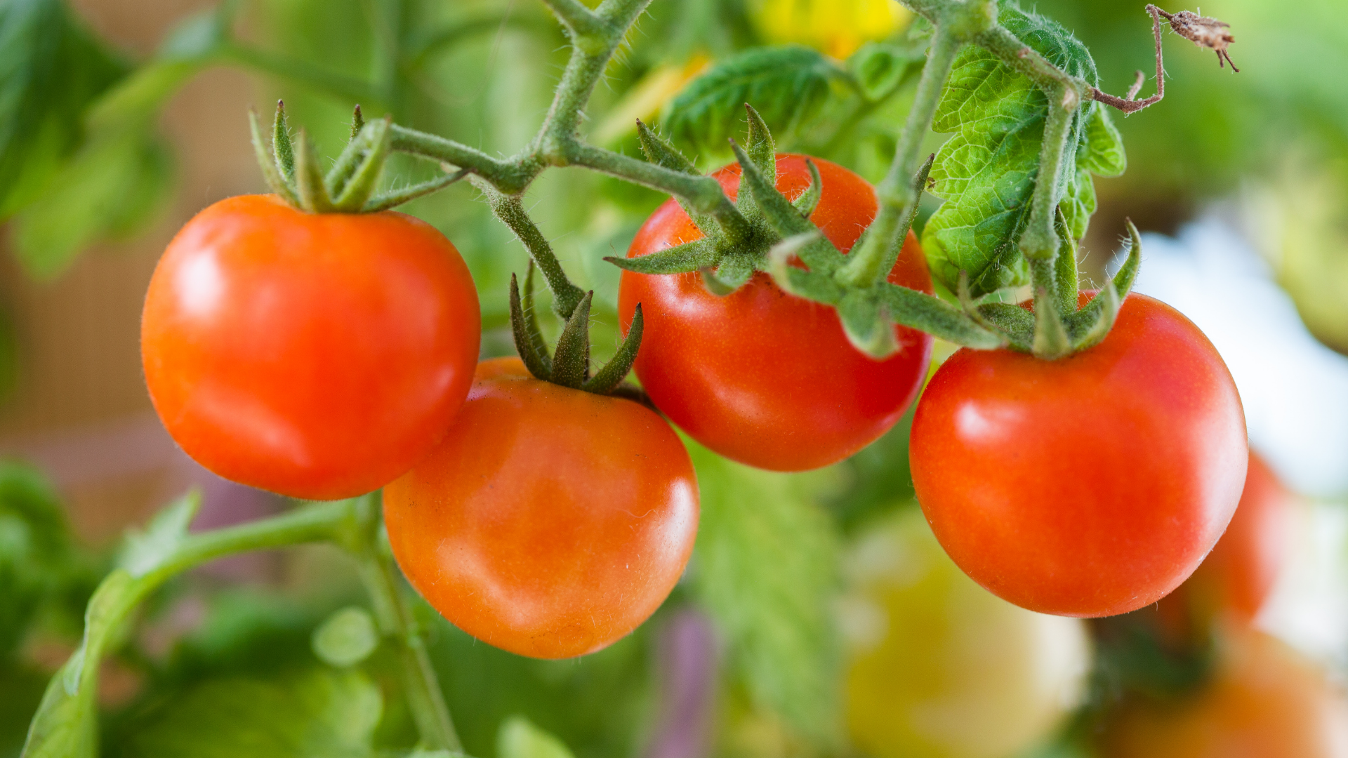 Cherry Tomatoes