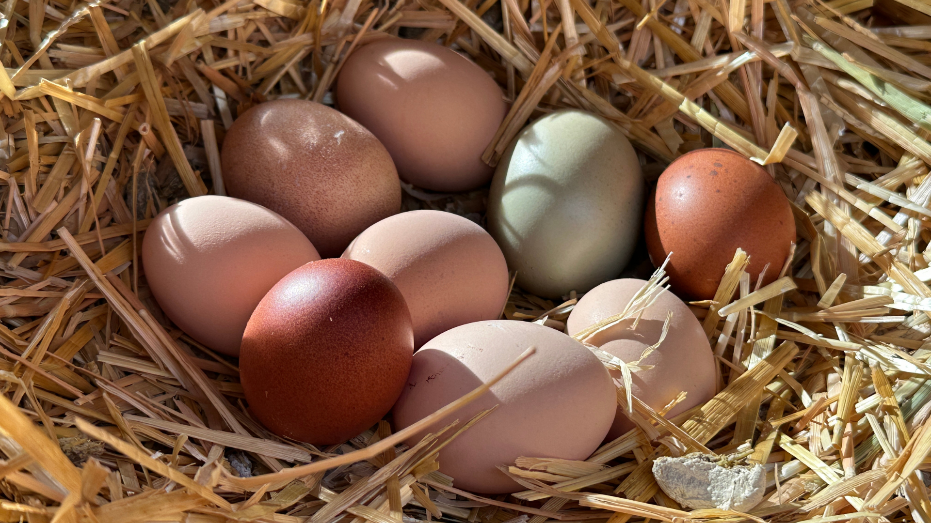 Eggs