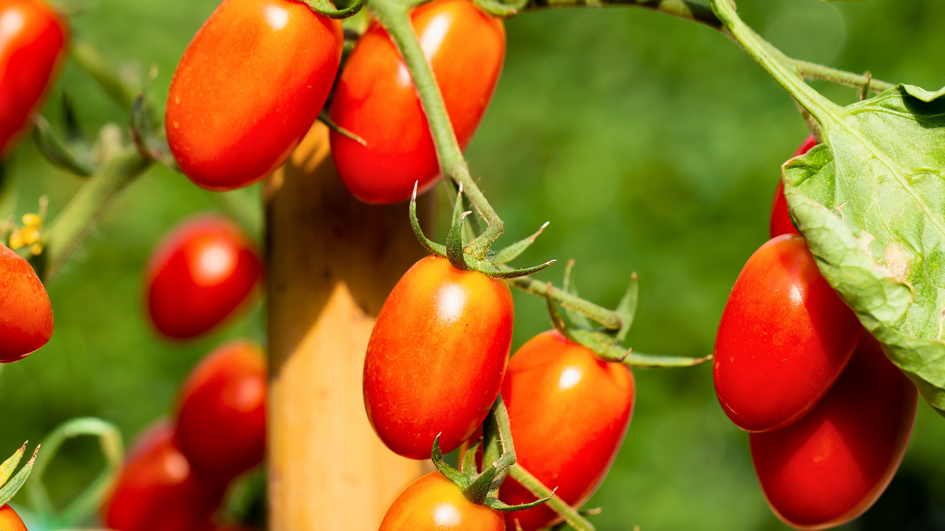 Paste Tomatoes