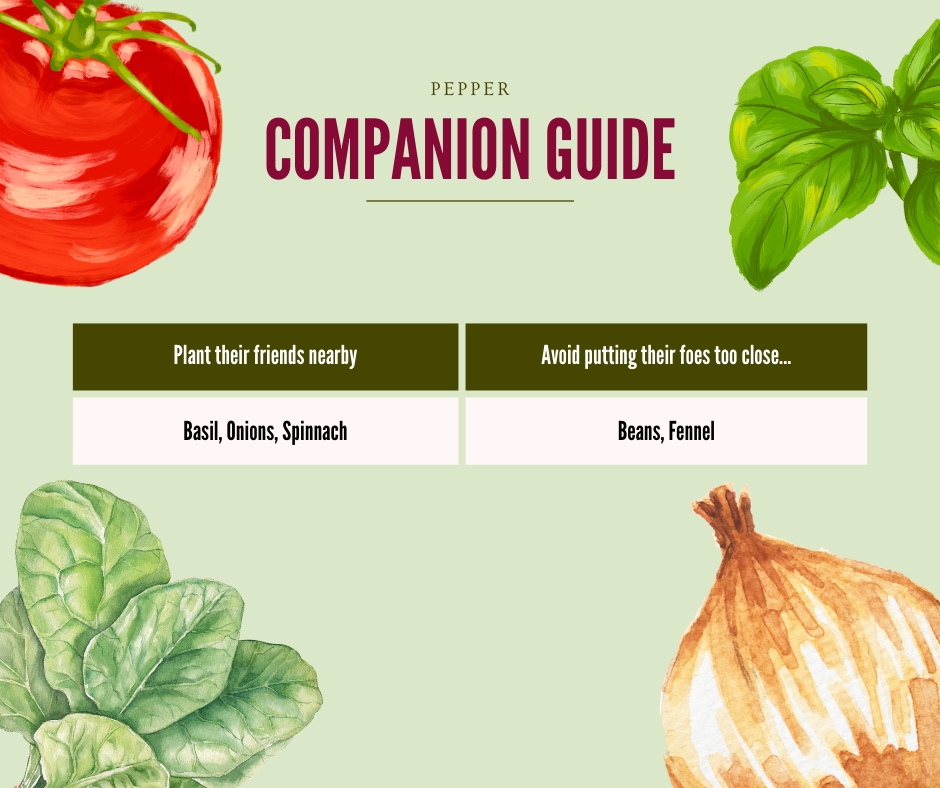 Pepper companion guide with illustrations of basil, onions, spinach, and a tomato. Text says "Pepper companion guide-Plant their friends nearby: basil, onions, spinach. Avoid putting their foes too close: Beans, fennel."