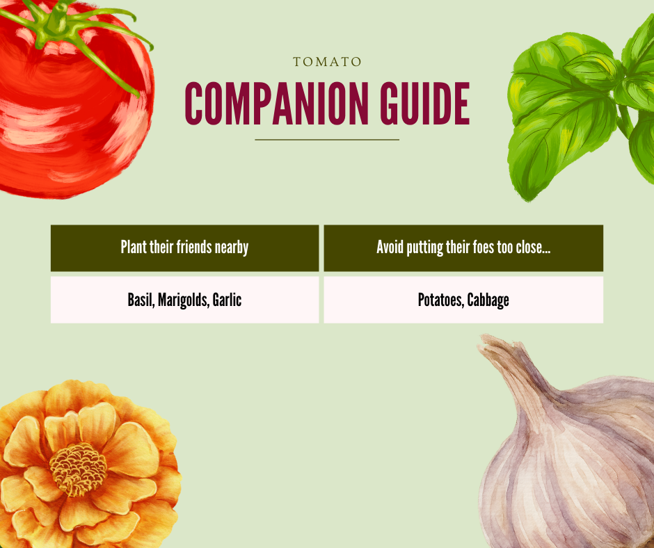 Tomato companion guide with basil, marigolds, garlic, potatoes, and cabbage on a green background. Table says: "Plant their friends nearby: basil, marigolds, garlic. Avoid putting their foes too close... Potatoes, cabbage."