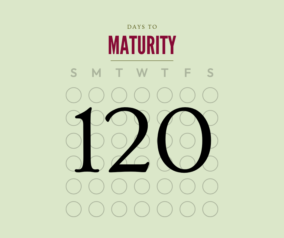 Calendar with 120 days to maturity on a light green background