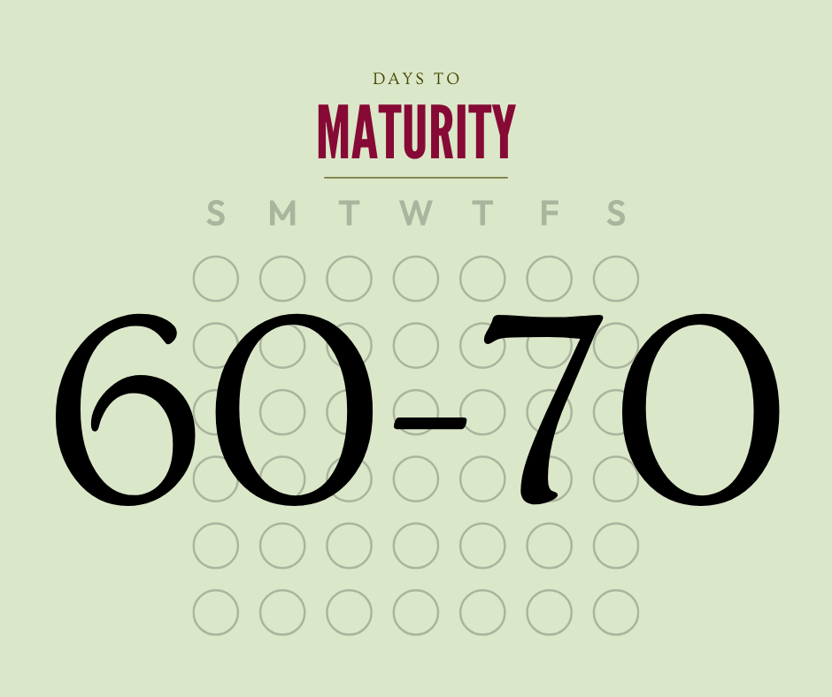Calendar with 60 to 70 days to maturity on a light green background.