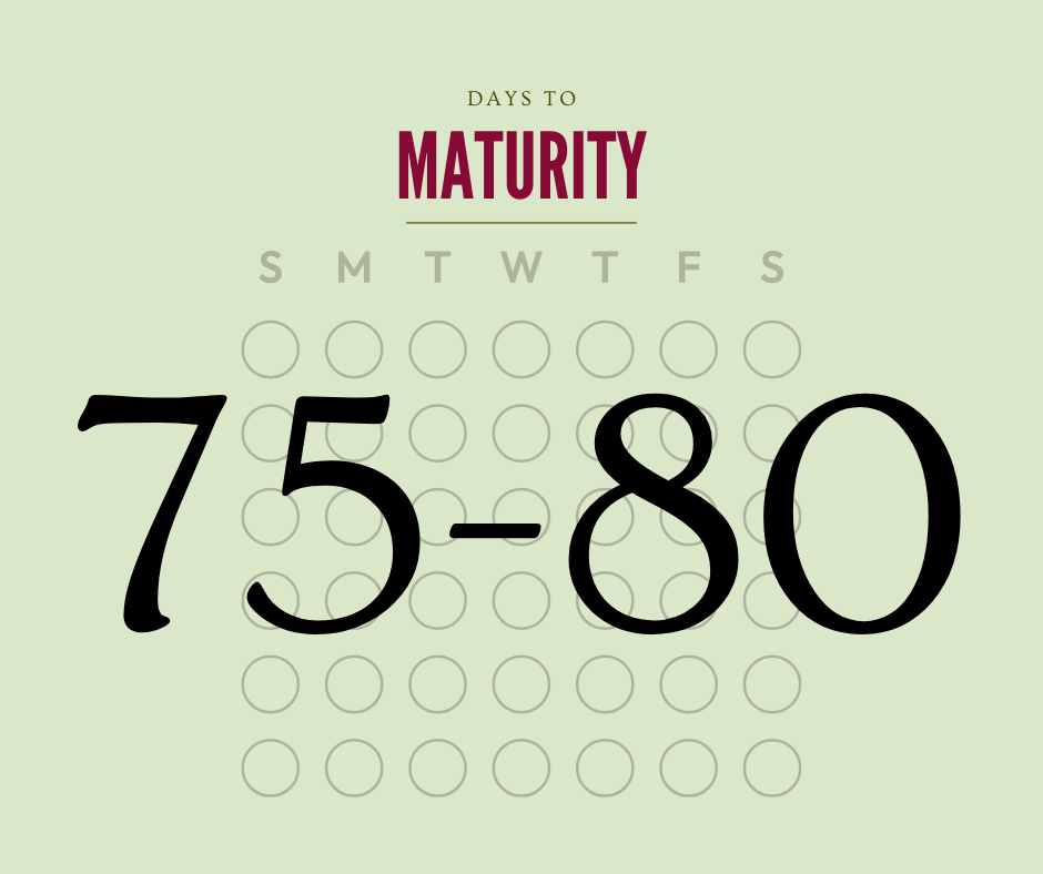 Calendar with 75 to 80 days to maturity on a light green background.