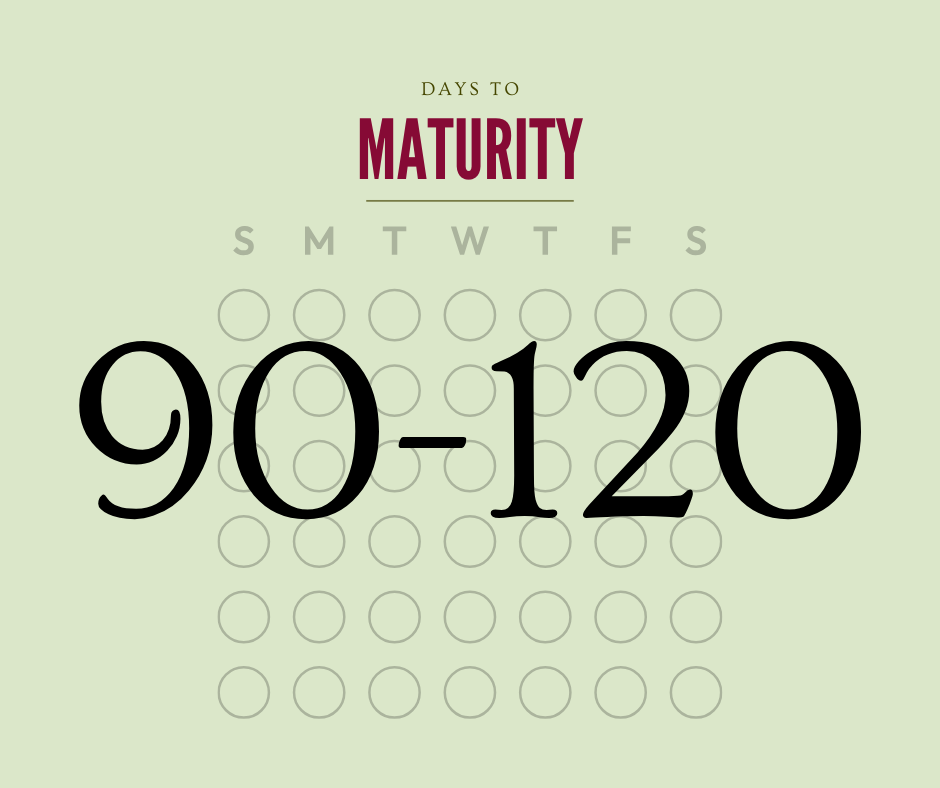 Calendar with 90 to 120 days to maturity on a light green background