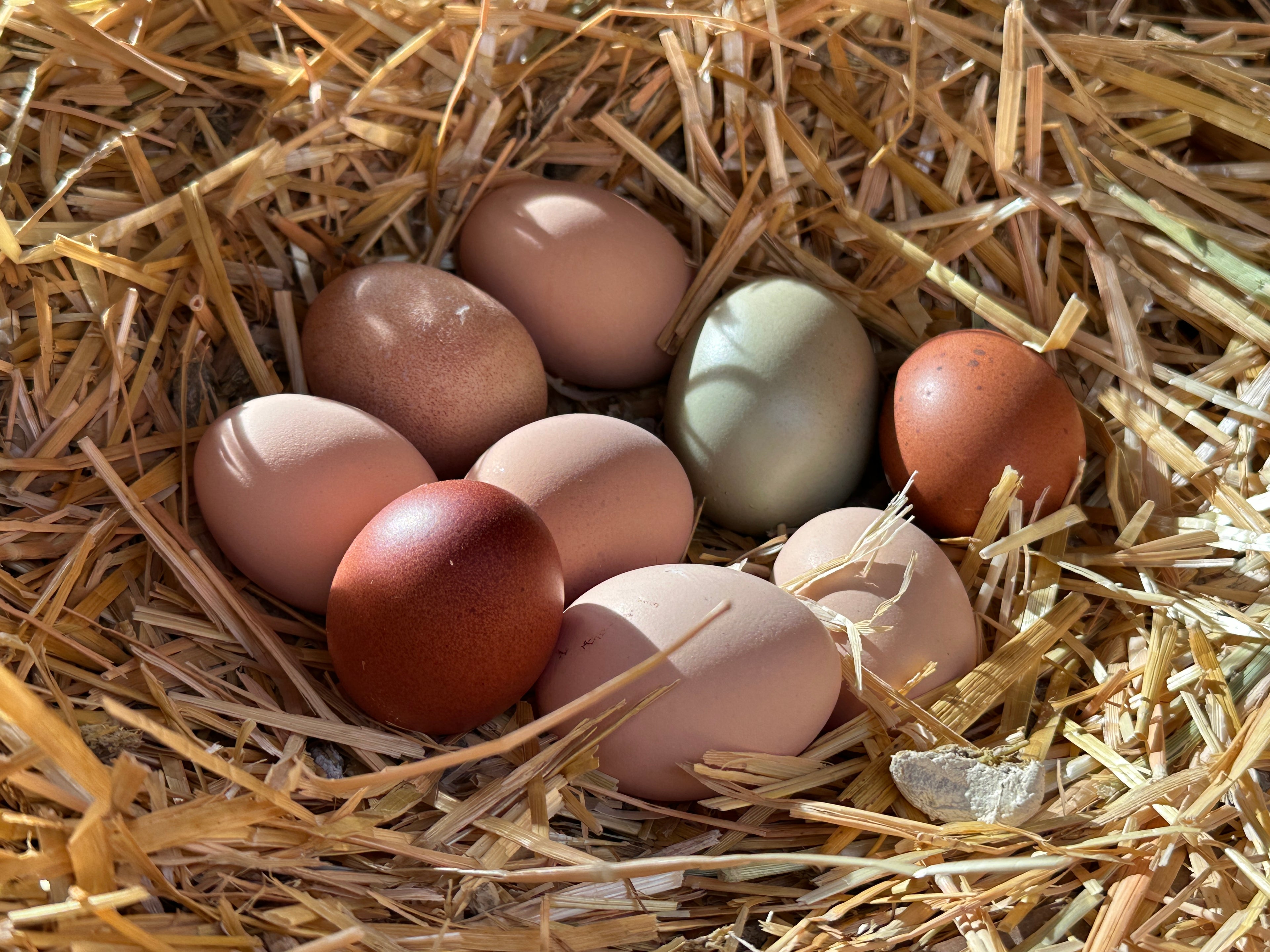 Assorted colored eggs in a nest of straw