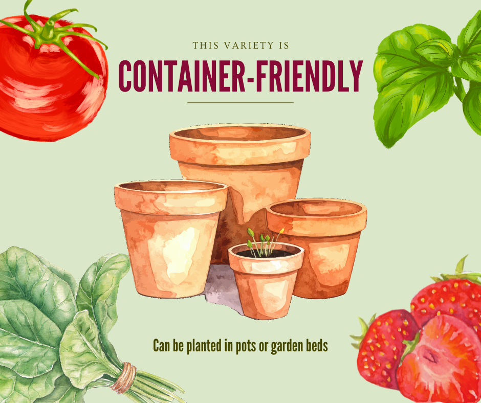 Illustration of container-friendly plants with pots and vegetables on a light green background. Text says "This variety is container-friendly. Can be planted in pots or garden beds."