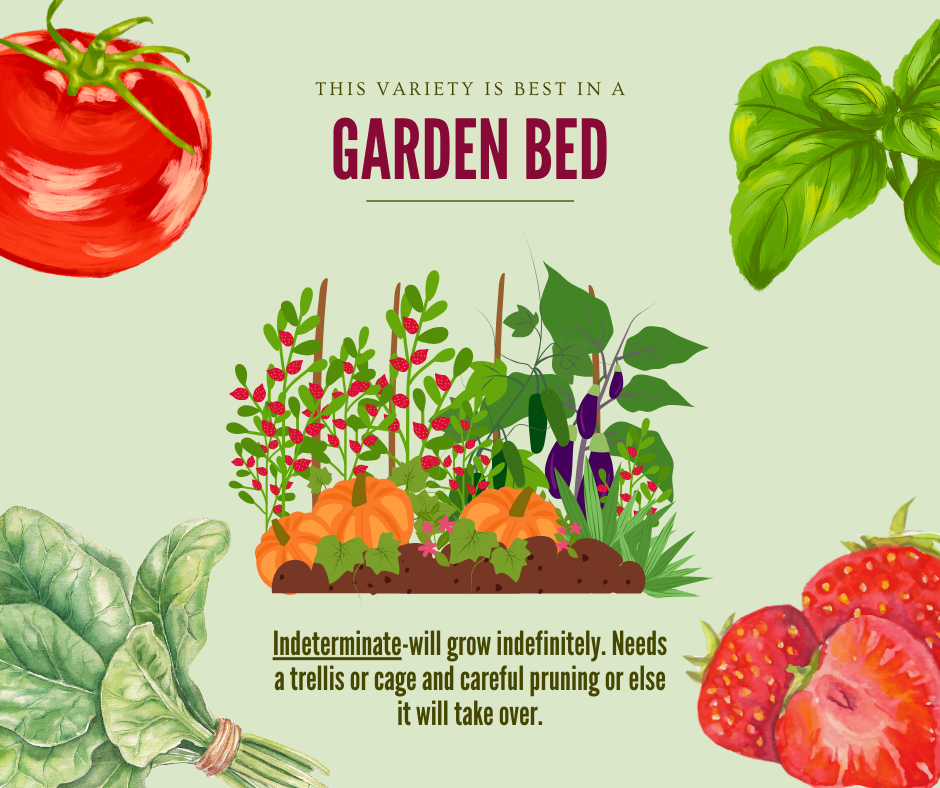 Illustration of a garden bed with vegetables and fruits, featuring text about plant care. Text says "This variety is best in a garden bed. Indeterminate-will grow indefinitely. Needs a trellis or cage and careful pruning or else it will take over."