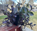 Cobweb or White Velvet Tradescantia