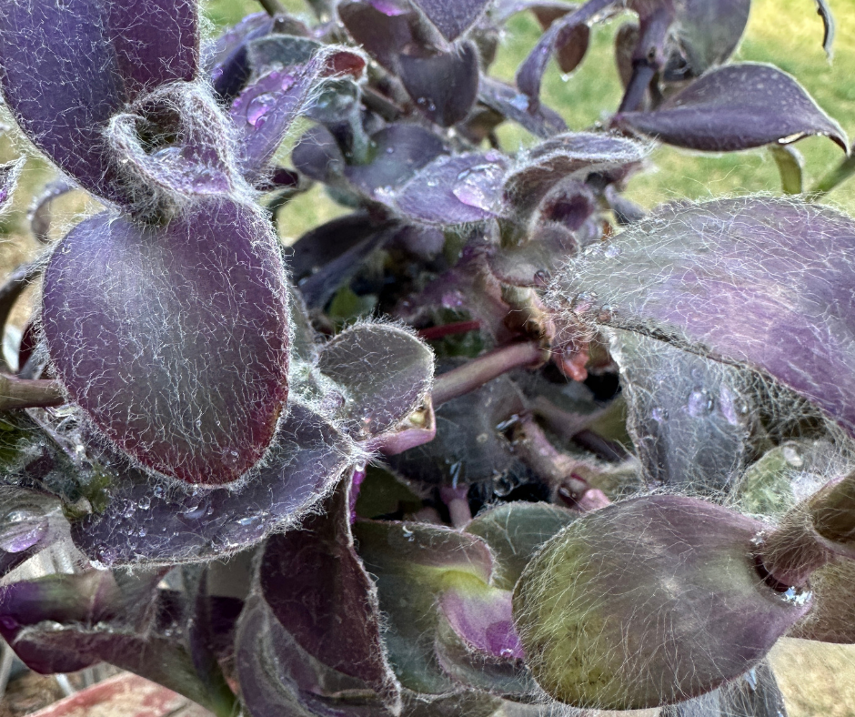 Cobweb or White Velvet Tradescantia