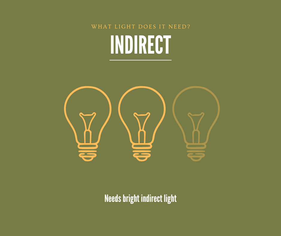 Three light bulb icons with text on a green background. Text says "What light does it need? Indirect-Needs bright indirect light."