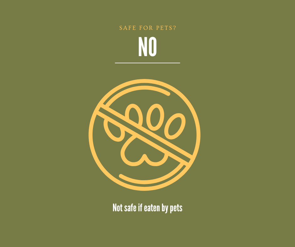 Icon of a paw print with a line through it on a green background, indicating the plant is not safe for pets if they eat it.