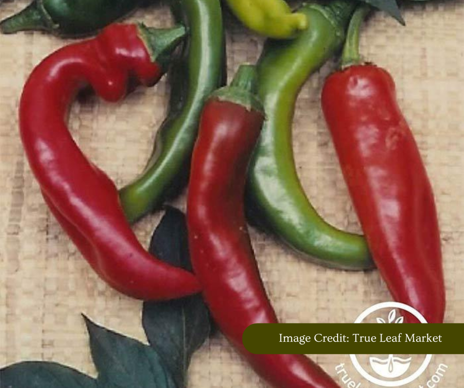 Red and green chili peppers on a woven surface with image credited to 'True Leaf Market.'