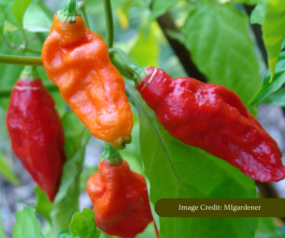 Hot, red peppers on a plant with green leaves. Image credited to MIgardener.