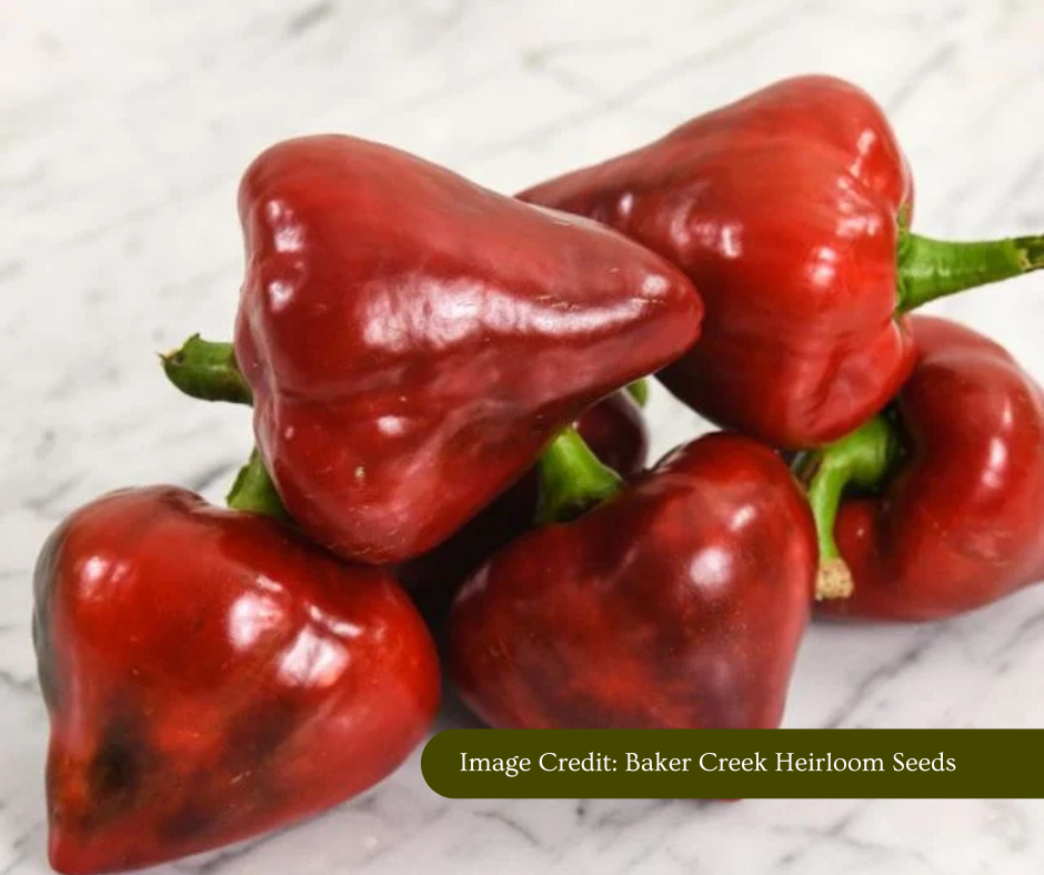 Red peppers on a marble surface. Image credited to Baker Creek Heirloom Seeds.