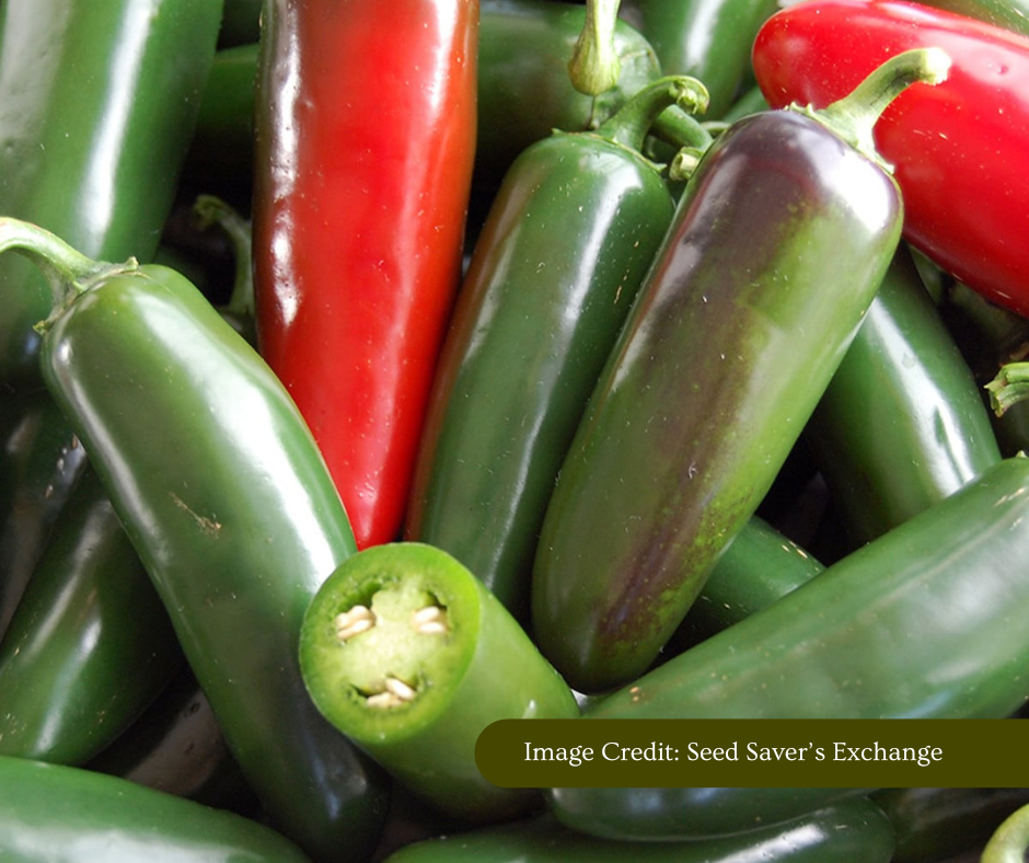 Close-up of green and red jalapeño peppers with a visible cut pepper. Image credited to Seed Saver's Exchange.
