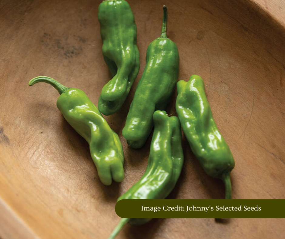 Green peppers on a wooden surface. Image credited to Johnny's Selected Seeds.
