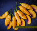 Yellow chili peppers on a dark blue background. Image credited to Baker Creek Heirloom Seeds.
