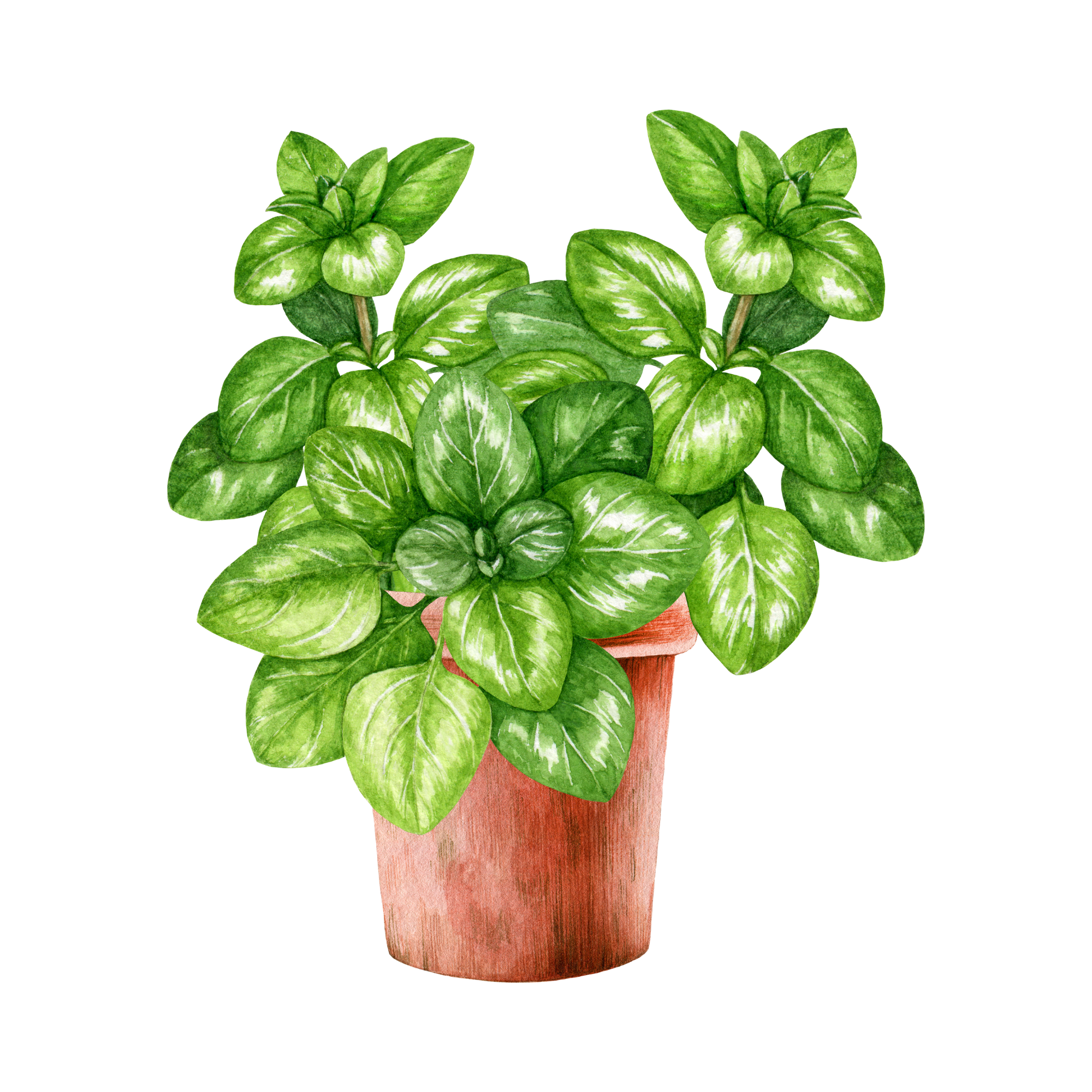 Potted basil plant with green leaves.