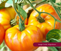 Yellow/orange tomatoes growing on a vine. Image credited to MIgardener.