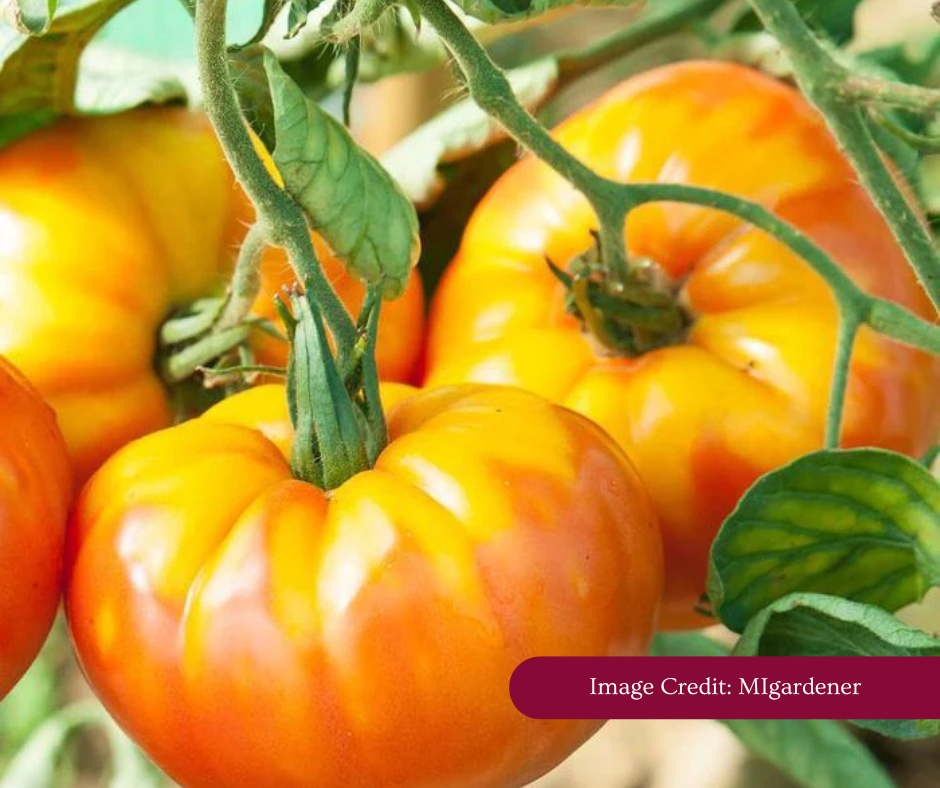 Yellow/orange tomatoes growing on a vine. Image credited to MIgardener.
