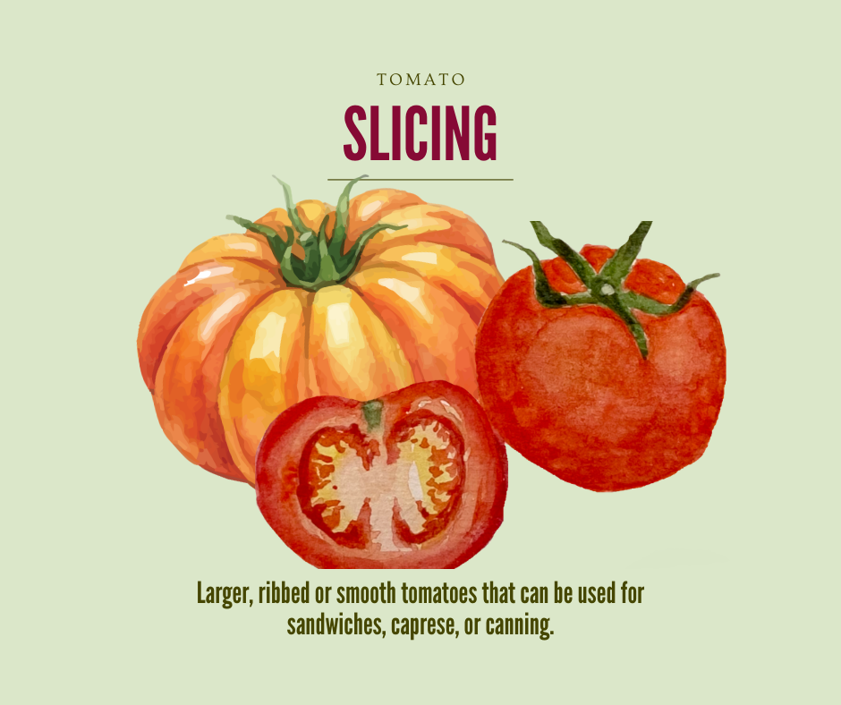 Illustration of large red tomatoes with text on a light green background. Text says "Larger, ribbed or smooth tomatoes that can be used for sandwiches, caprese, or canning."