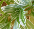 Close-up of a plant with green and white striped leaves.