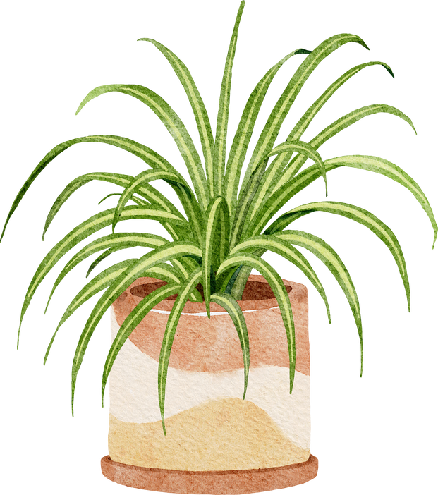 Spider Plant Houseplant Watercolor